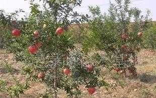 供应适合北方种植的果树，助力北方特色水果产业发展